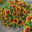 گل رعنای زیبای قرمز خوب