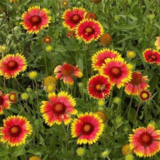 بذر گل رعنای زیبای قرمز
