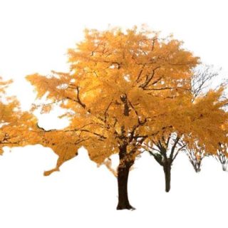 بذر درخت جینکو