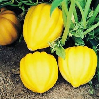 بذر کدو تنبل گلد