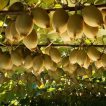 کیوی طلایی خوب