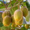 درخت کیوی طلایی