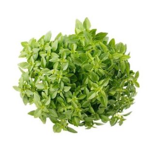 بذر ریحان یونانی