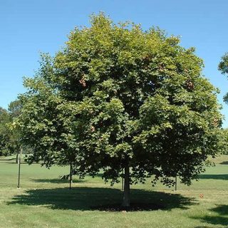 افرا سبز شیرین