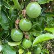 گیاه پشن فروت سبز