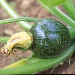 بذر کدو توپی سبز تیره