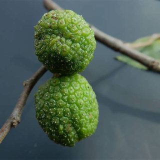 درخت نارون هند غربی