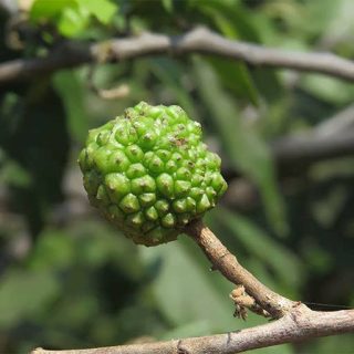 بذر درخت نارون هند غربی