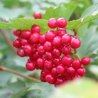 بذر گلدن رز