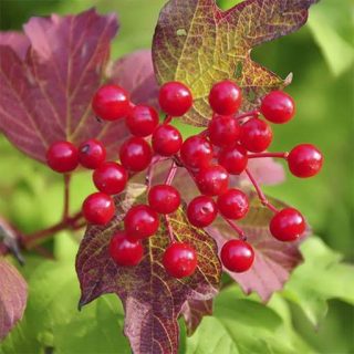 بذر گلدن رز