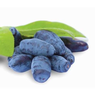 بذر هانی بری