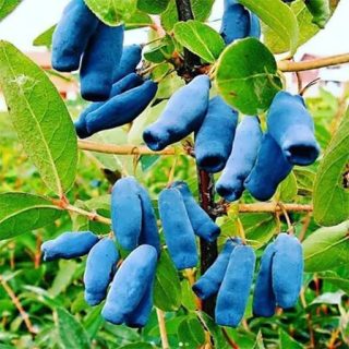 بذر هانی بری