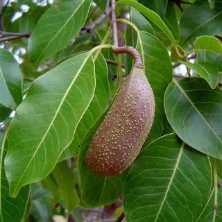 بذر شاخ گاوی