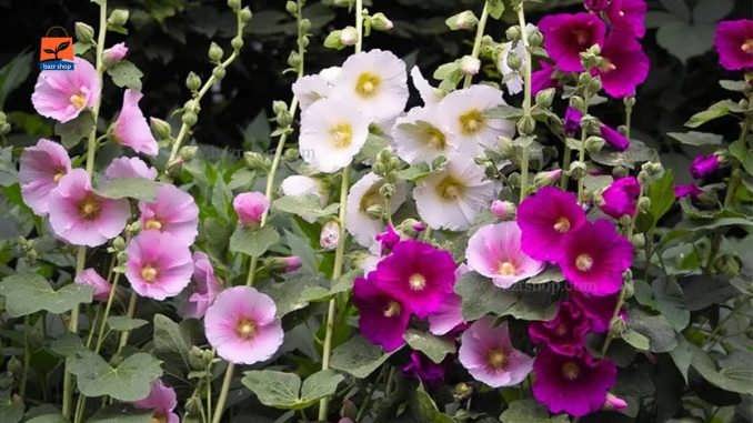 نحوه پرورش گل ختمی