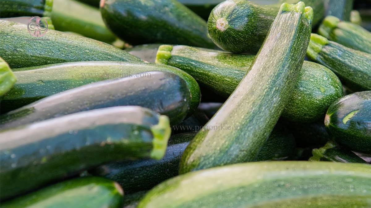 چگونه گیاه کدو سبز را پرورش دهیم