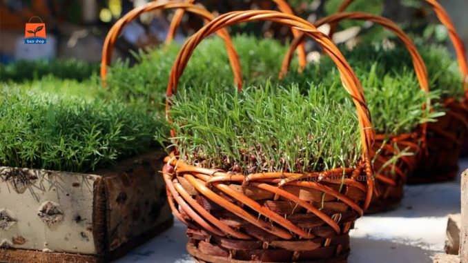 طرز تهیه سبزه عید