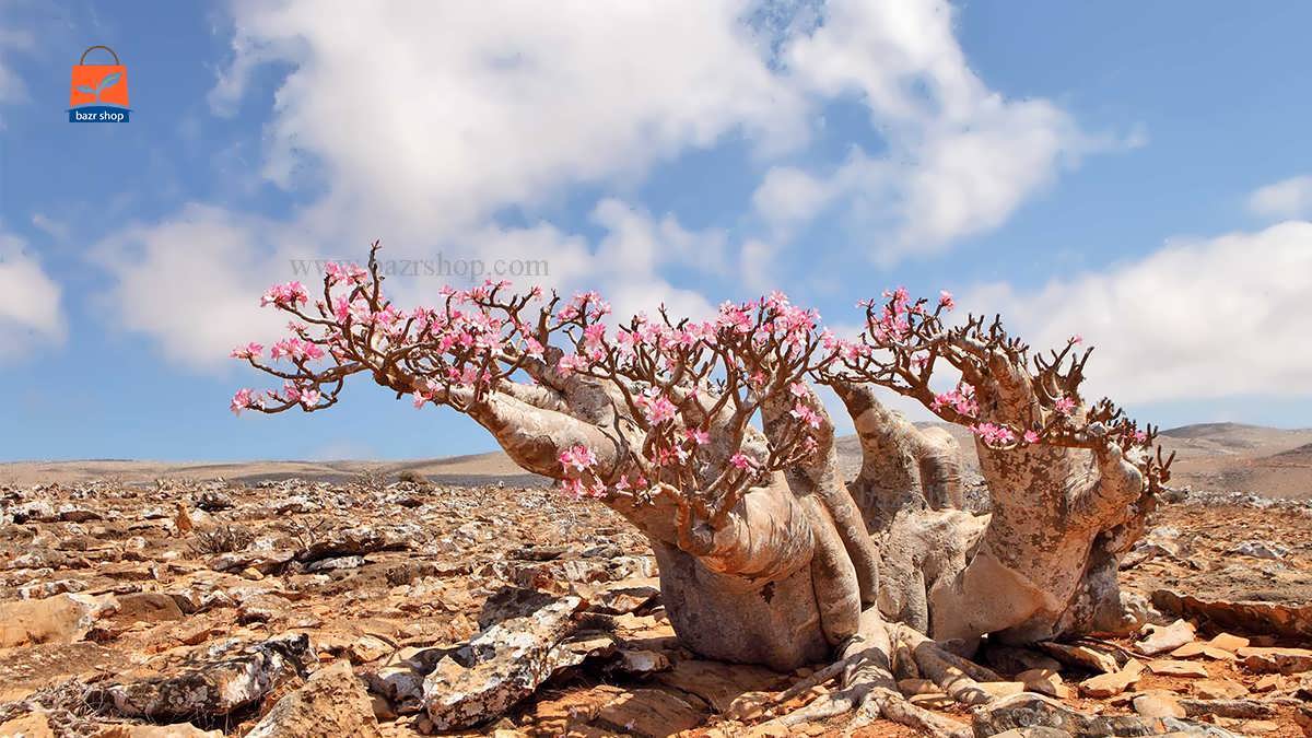 نحوه کاشت و پرورش رز صحرایی