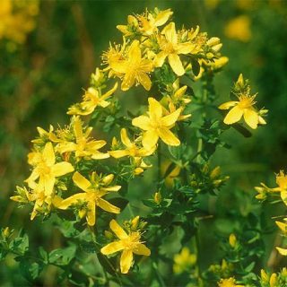 گل راعی خوب