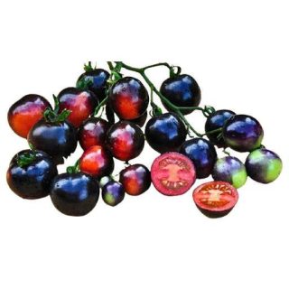 گوجه مشکی ایندیگو رز خوب