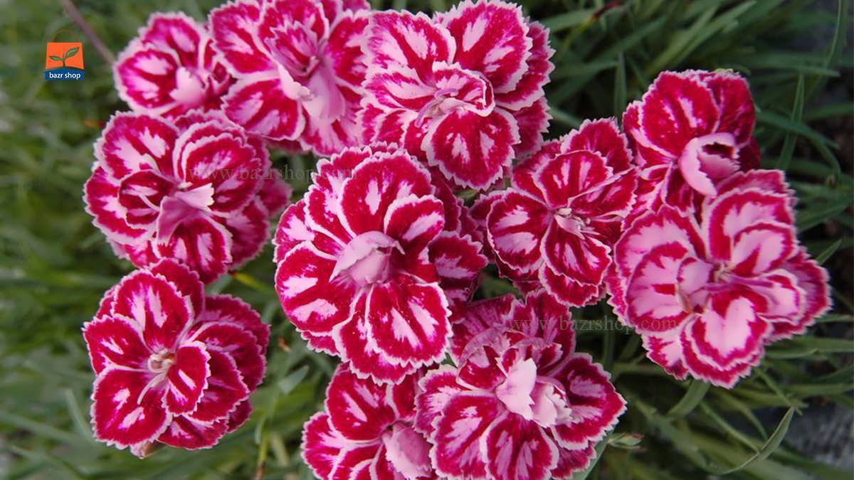 معرفی گل میخک