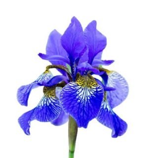 بذر زنبق زینتی