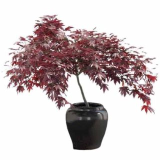 گیاه درخت افرا ژاپنی