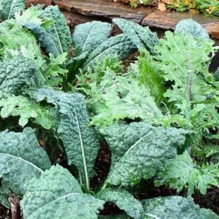 بذر کلم کیل علوفه برتر