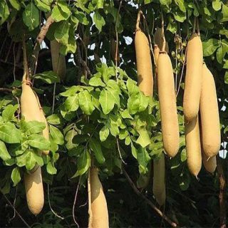 درخت سوسیسی