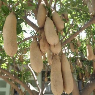 درخت سوسیسی تازه