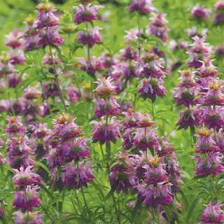 نعنا لیمویی تازه