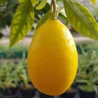 لیمو لایم کوات