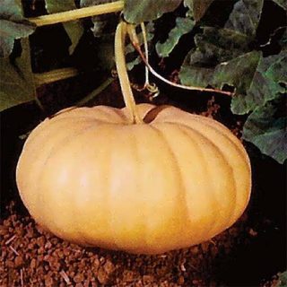 بذر کدو تنبل انجیری