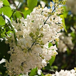 بذر یاس هلندی