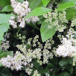 بذر یاس هلندی