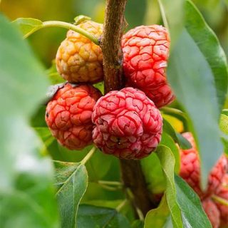 درختچه توت پاییزه چینی