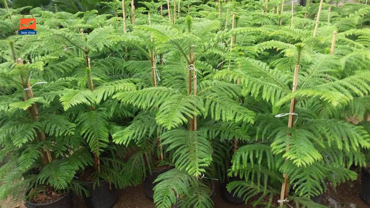 نگهداری کاج مطبق در خانه