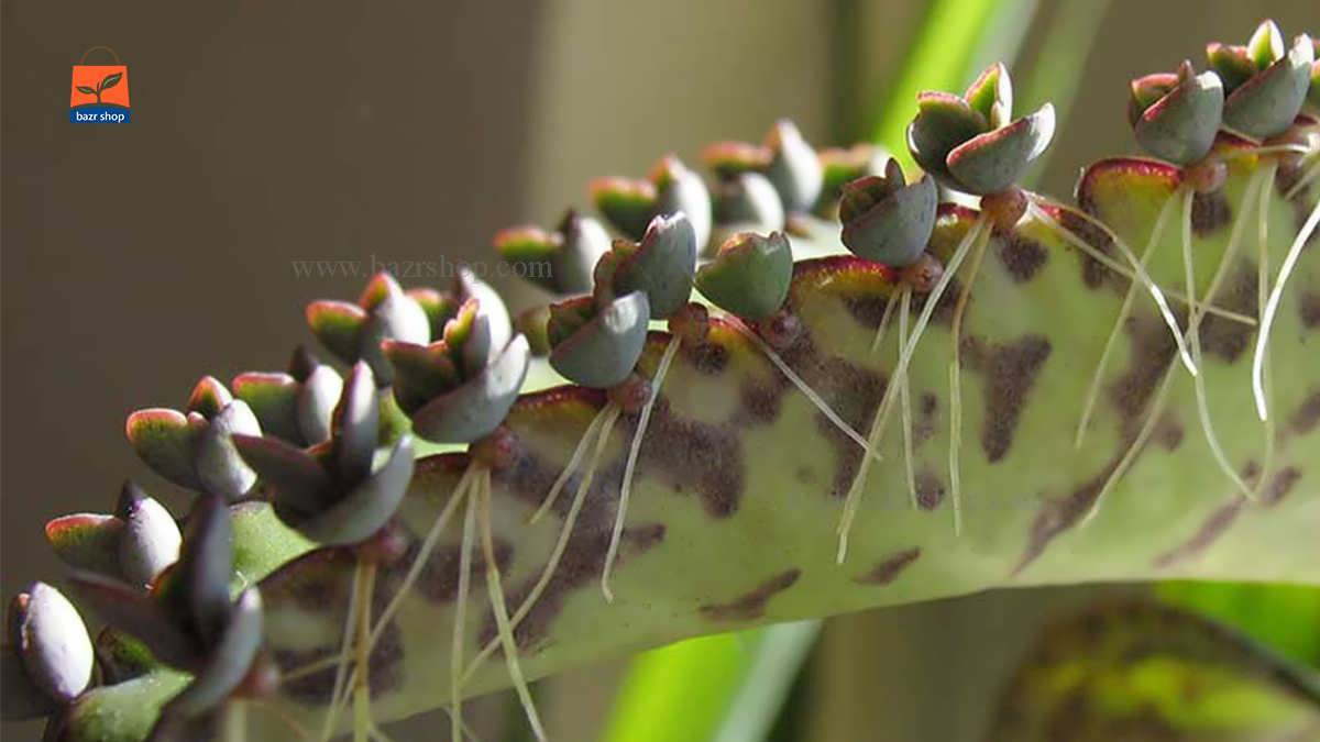 پرورش و نگهداری از گل اشک تمساح