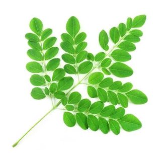 بذر مورینگا