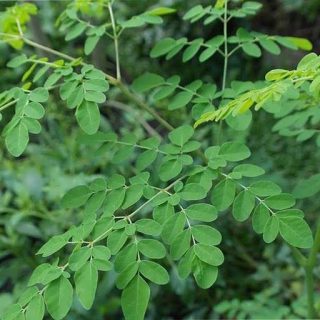 درخت مورینگا سبز