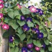 گل نیلوفر الوان تازه