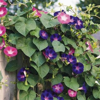 گل نیلوفر الوان تازه