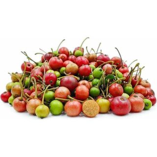 بذر درخت گیلاس جامائیکا