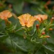 گل لاله عباسی پا متوسط نارنجی خوب