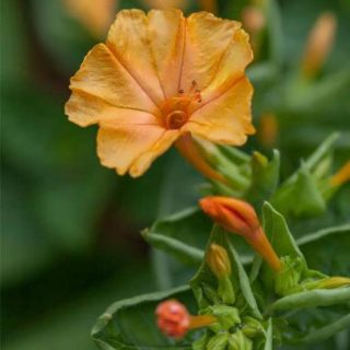 گل لاله عباسی پا متوسط نارنجی تازه