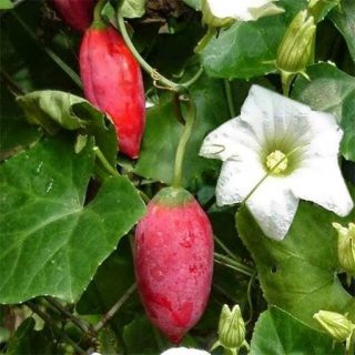 بذر کدوی سرخ پوش