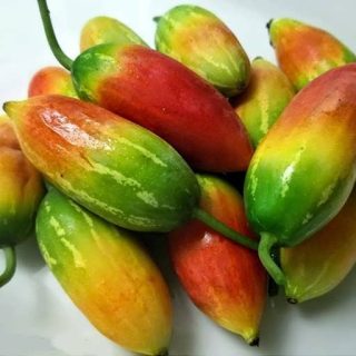 بذر کدوی سرخ پوش