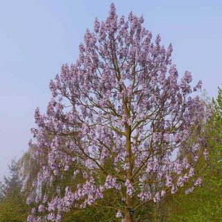 پالونیا فورتونی تازه