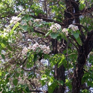 بذر پالونیا فورتونی