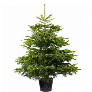 بذر کاج نوئل سبز