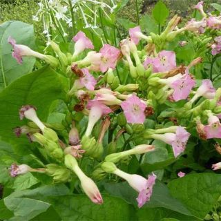 بذر تنباکوی کنتاکی